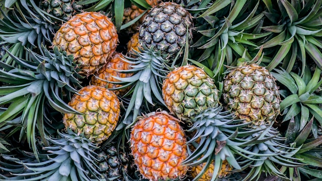 Pineapples waiting to be sorted.