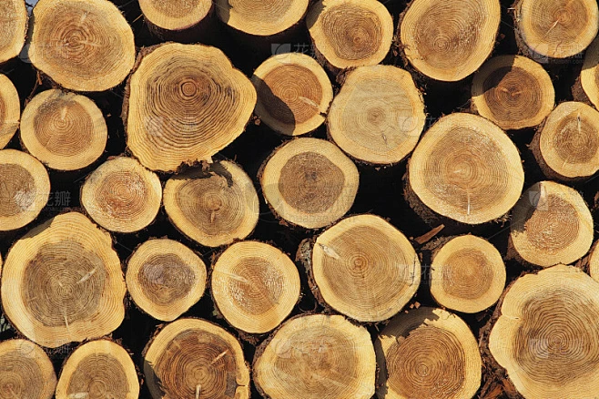 PINE WOOD.png