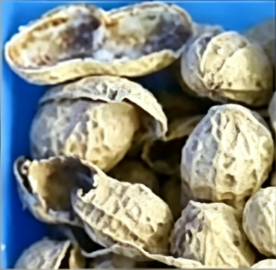 Empty Shell