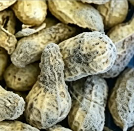Moldy kernel